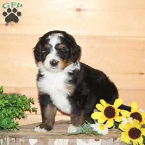Woodpecker – F1, Bernedoodle Puppy